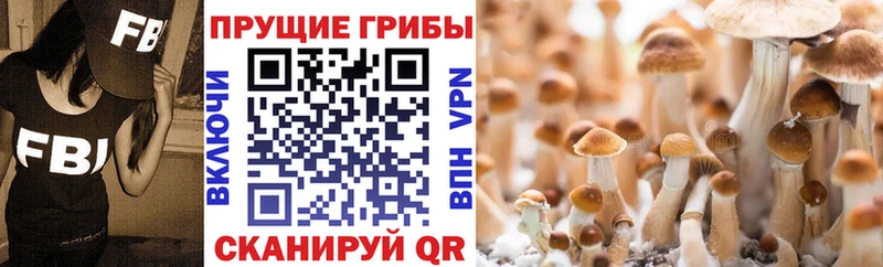 как найти закладки  Благовещенск  Галлюциногенные грибы GOLDEN TEACHER 